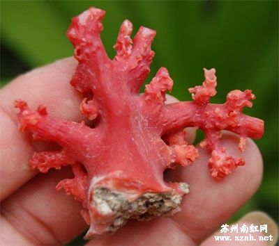 红珊瑚的历史与文化